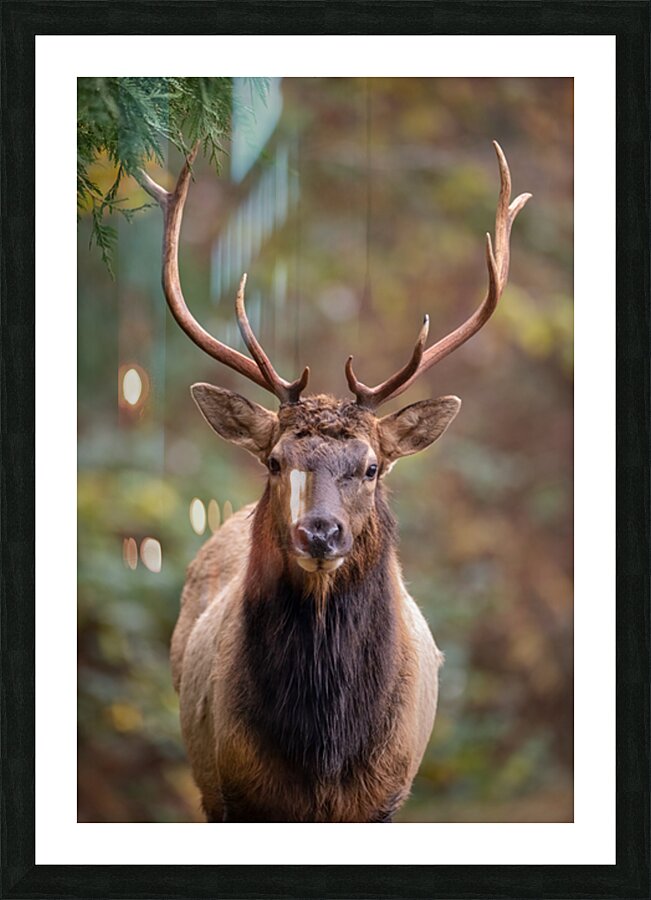 The Crowned Prince Picture Frame print