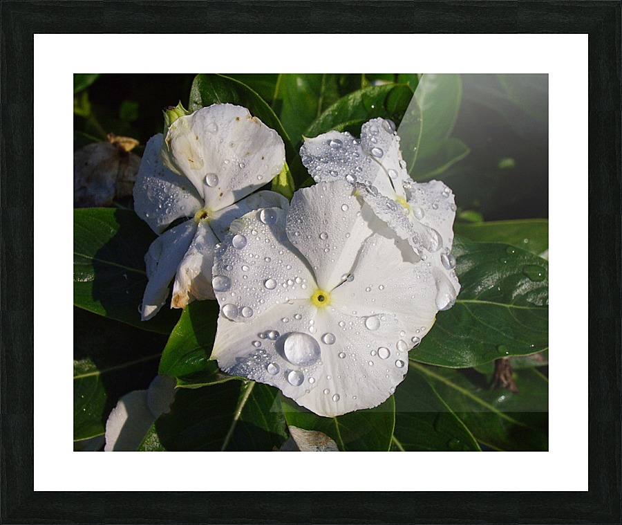 Vinca  Framed Print Print