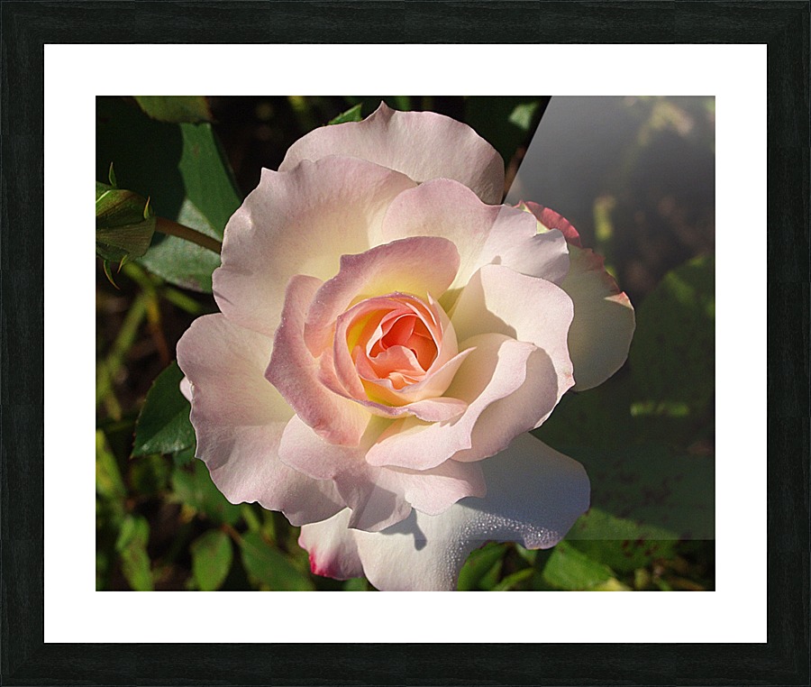 Pink Rose  Framed Print Print