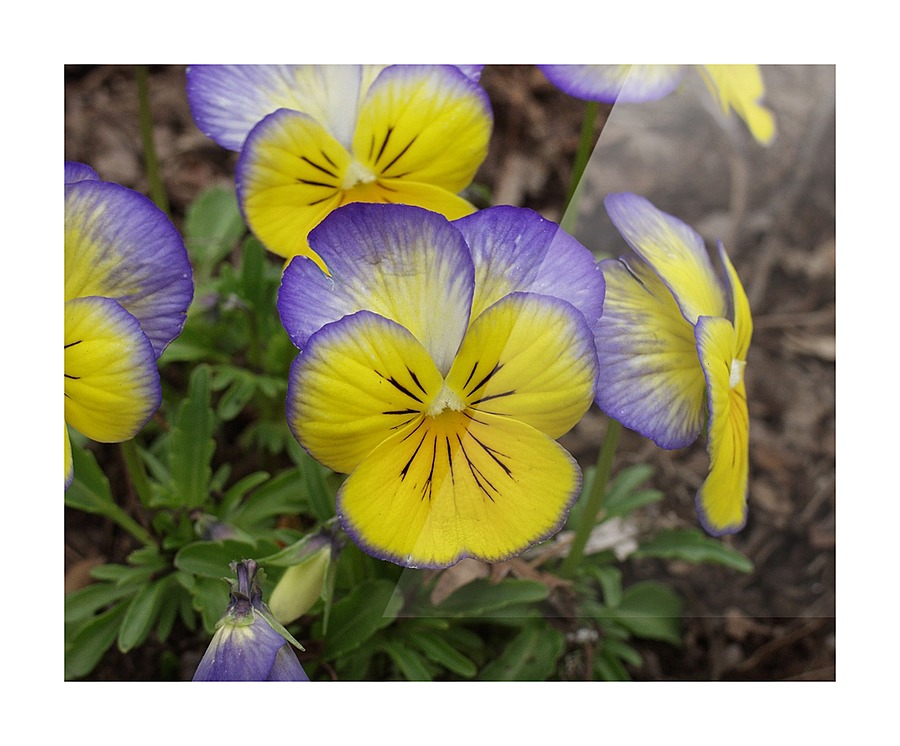 Pansy Picture Frame print