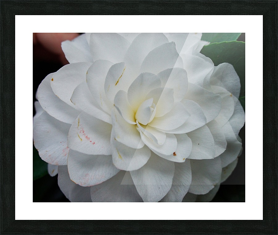 Camelia  Framed Print Print