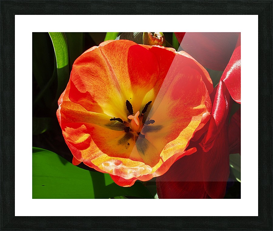 Poppy  Framed Print Print