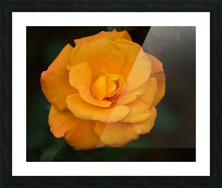 Orange Rose  Framed Print Print
