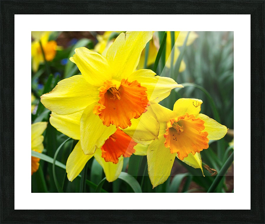 Daffodils  Framed Print Print