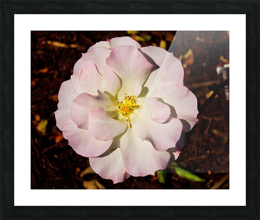 Pink Rose 2 Picture Frame print