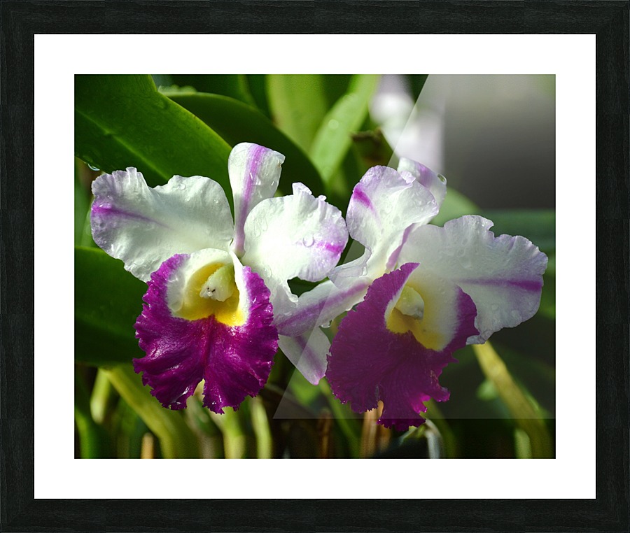 Purple And White Orchids Picture Frame print