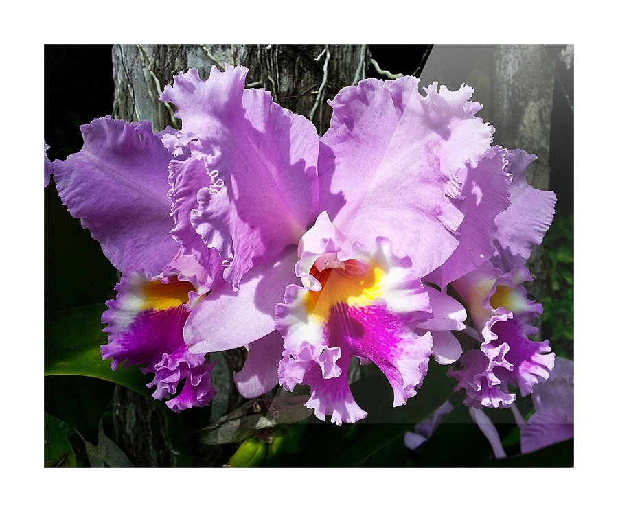 Frilly Orchid  Framed Print Print