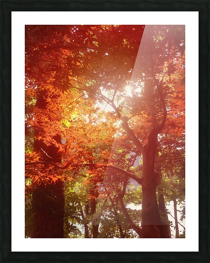 Autumn Leaves  Framed Print Print