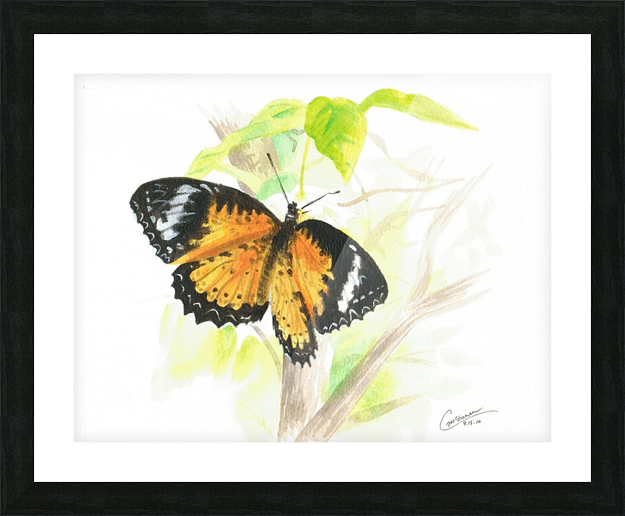 Butterfly  Framed Print Print