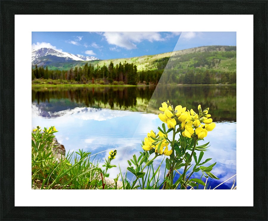 Flowers by the Bear Lake  Framed Print Print