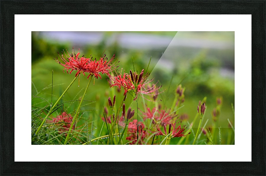 Wild Spider Lilly  Framed Print Print
