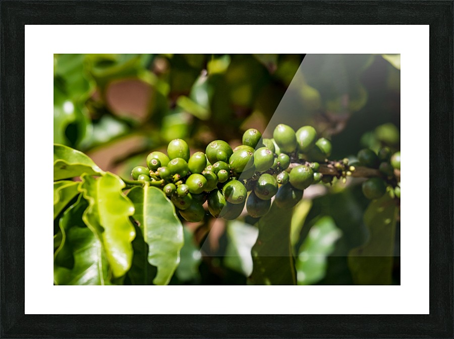 Kauai Coffee Company   Hawaii 0150 Picture Frame print