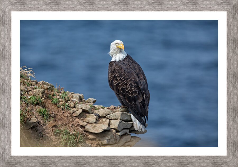 Perched and Proud Picture Frame print