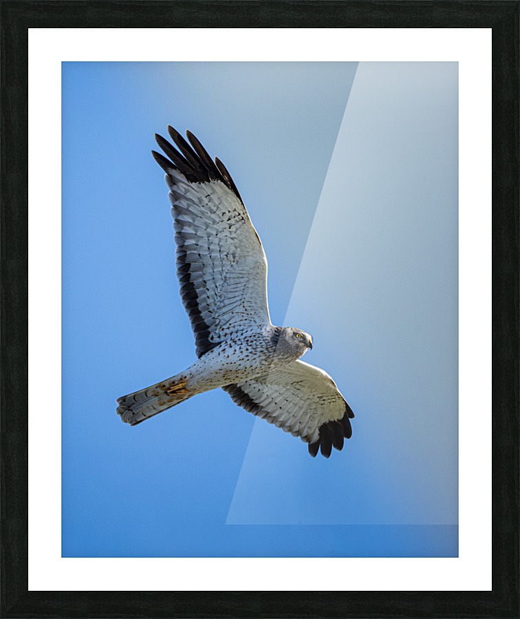 Northern Harrier in Flight  Framed Print Print