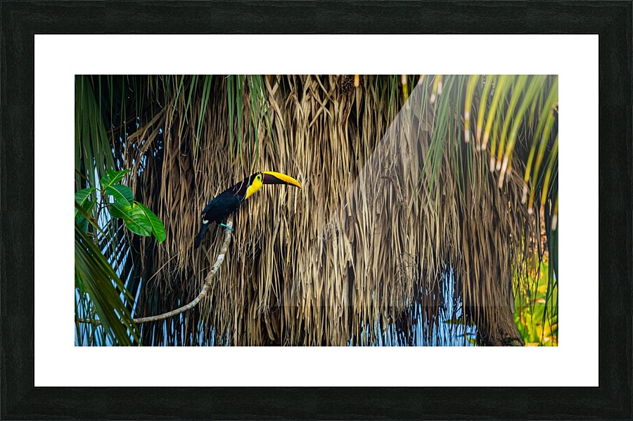 Toucan Picture Frame print