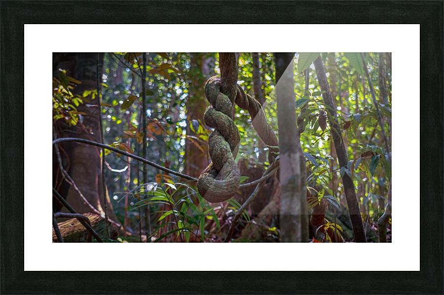 Twisted Vine Picture Frame print