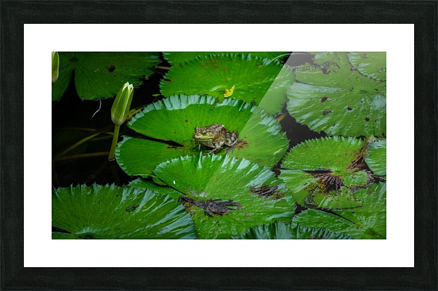 Ribbit Picture Frame print