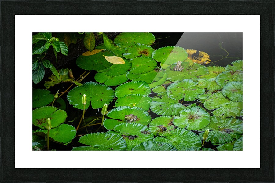 Ribbits Picture Frame print