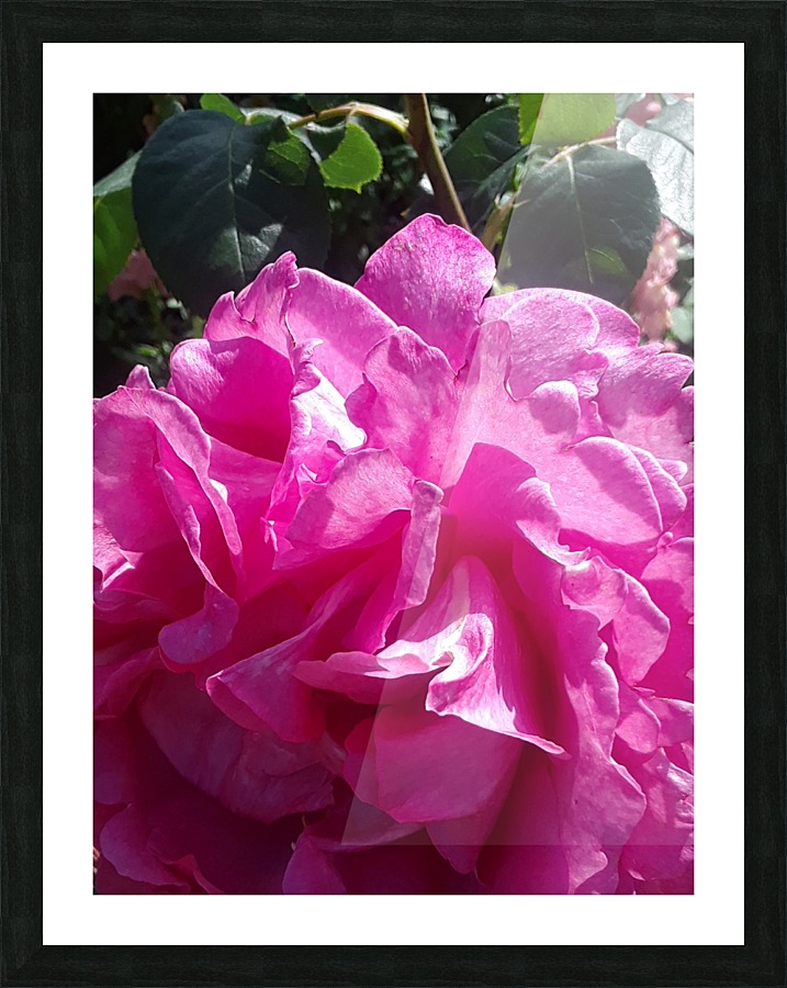 Fuschia Rose in Brentwood Gardense brentwood Picture Frame print