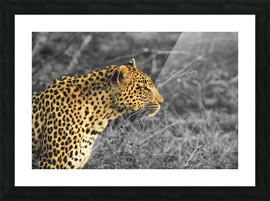 Leopard Picture Frame print