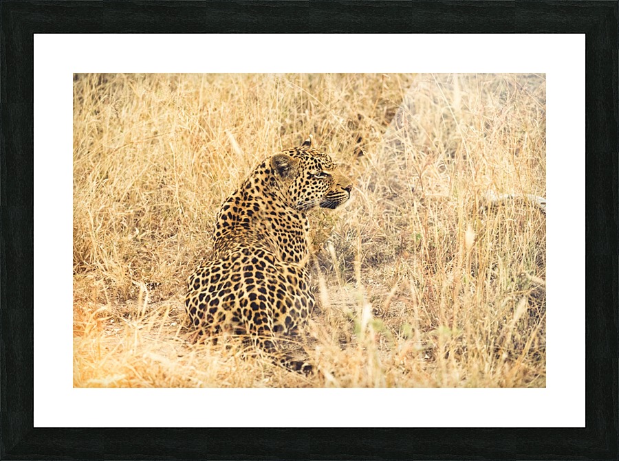 Leopard Picture Frame print