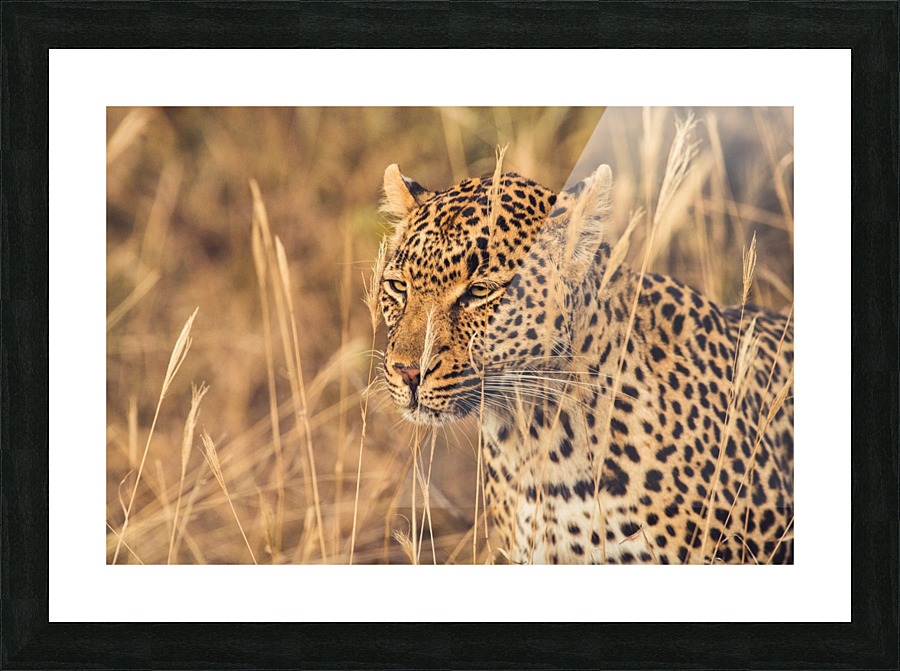 Leopard Picture Frame print