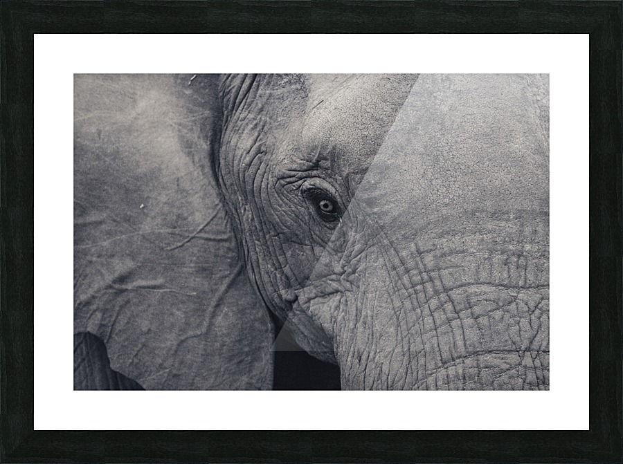 Elephant Eyes Picture Frame print