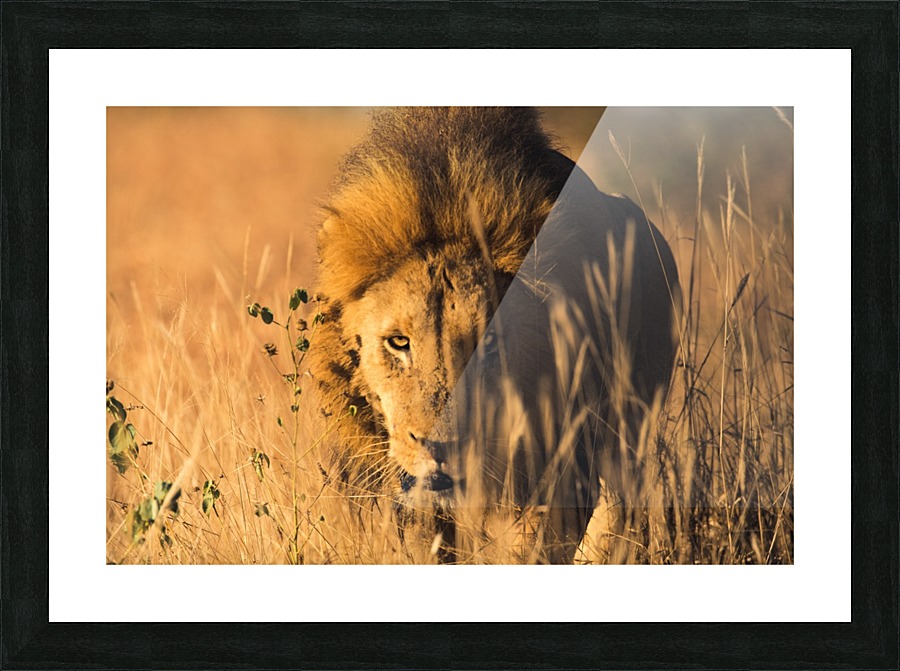 Lion Picture Frame print