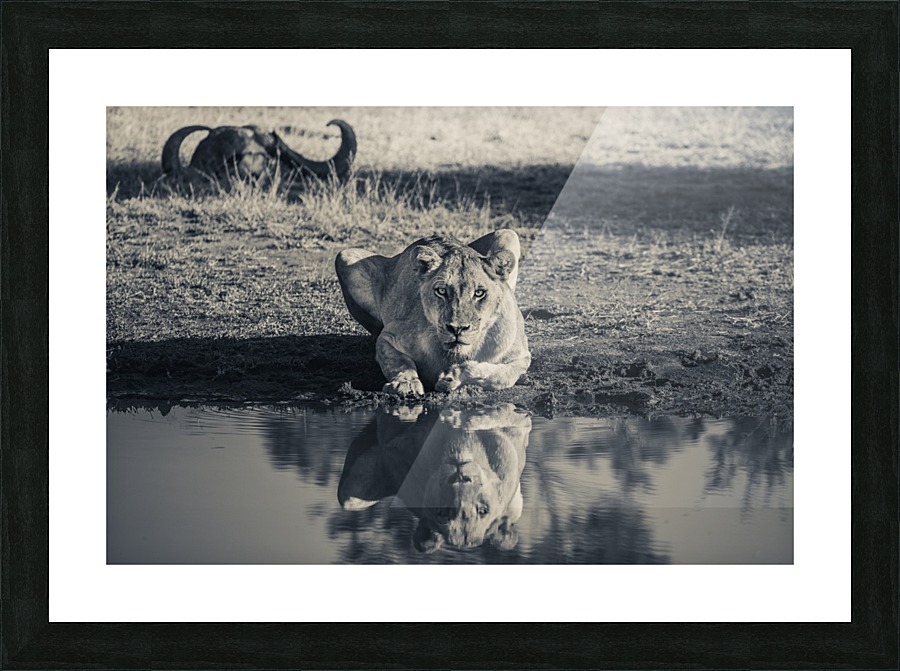 Lioness at the Watering Hole Picture Frame print