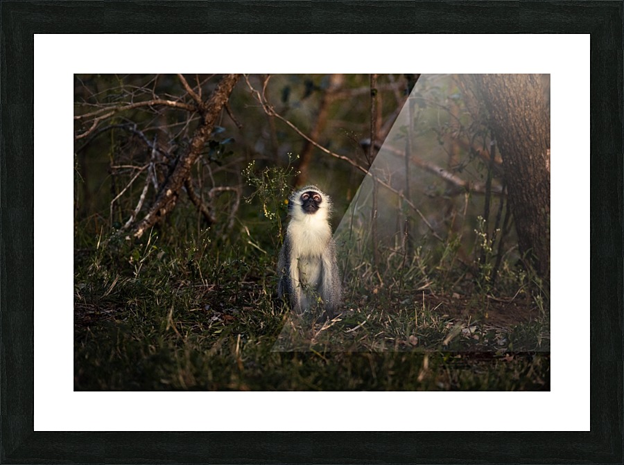Monkey Picture Frame print