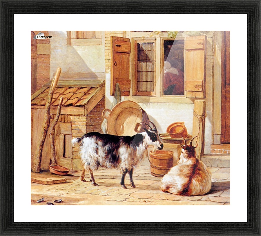 Goats in a yard Picture Frame print