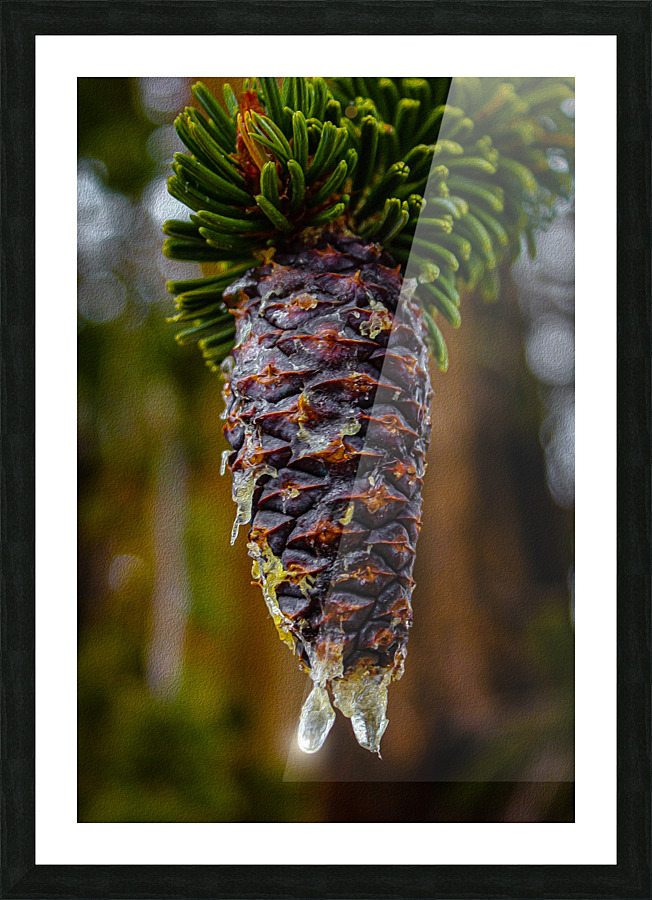 Bristlecone Pine Picture Frame print