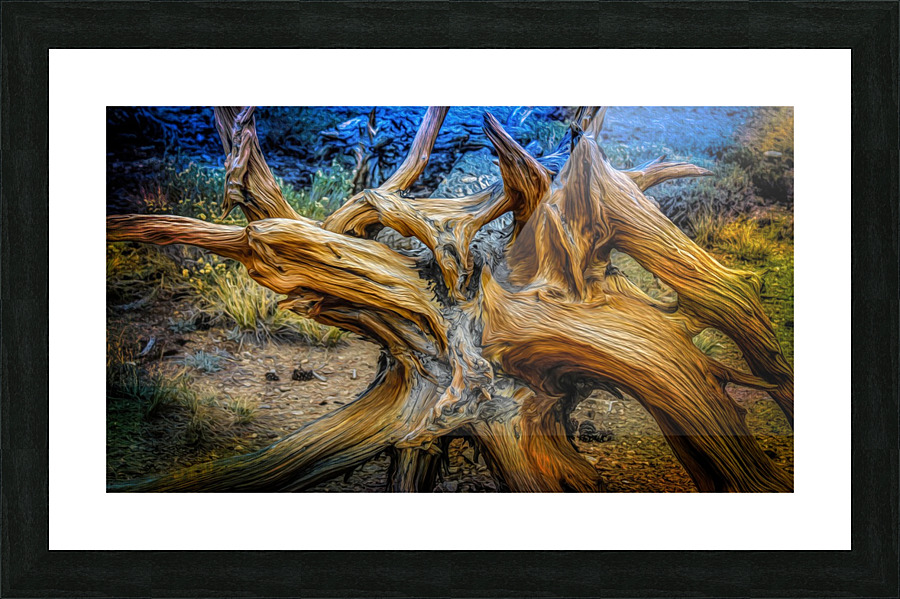 Fallen Bristlecone Picture Frame print