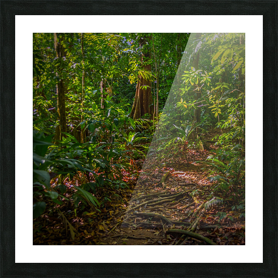 Lost in The Jungle Picture Frame print