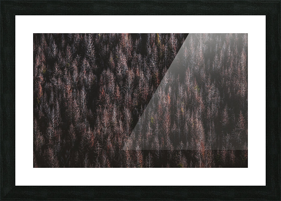 Red forest Picture Frame print
