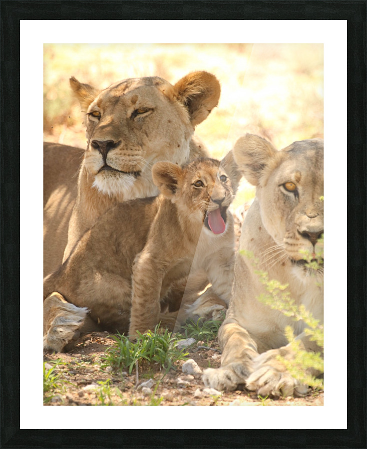 AdriaanPrinsloo 6659 Picture Frame print