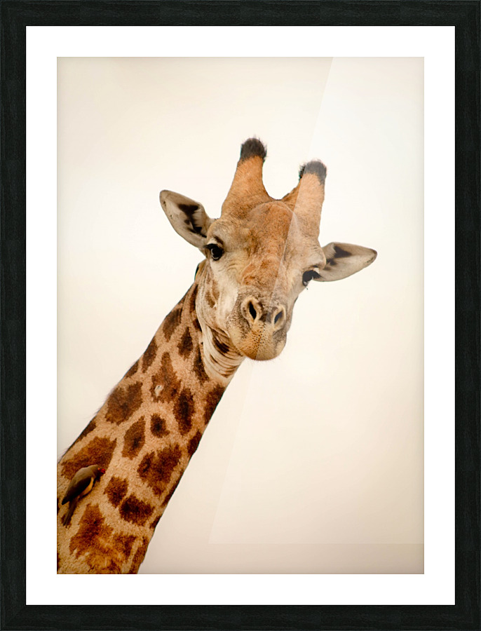 AdriaanPrinsloo 5035 Picture Frame print