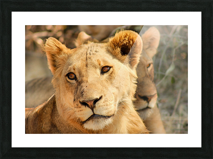 AdriaanPrinsloo 7888 Picture Frame print