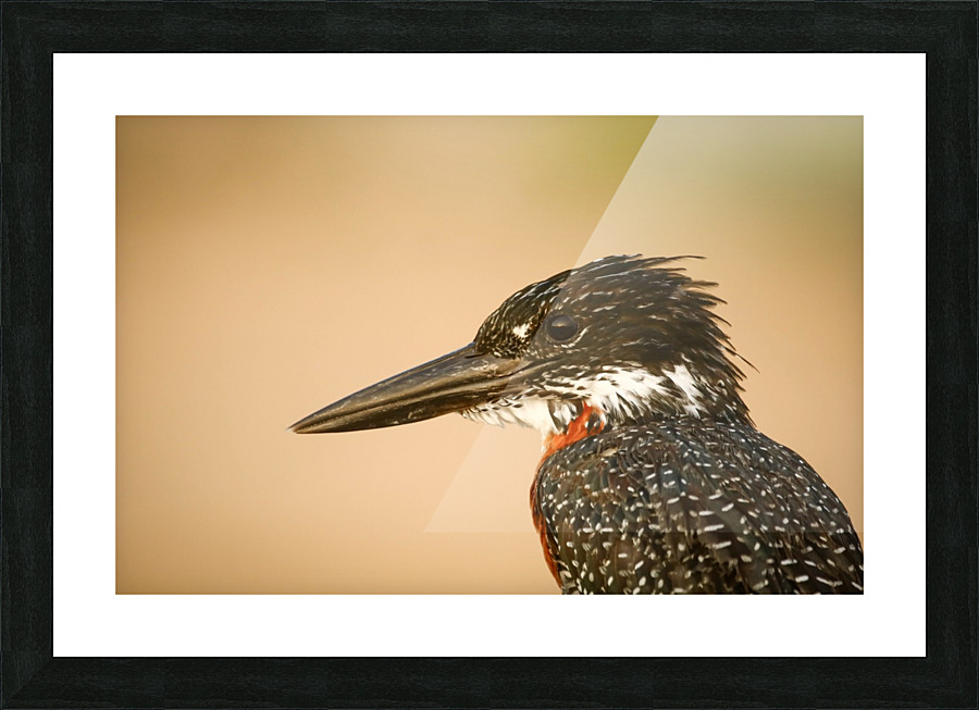 AdriaanPrinsloo 6648 Picture Frame print