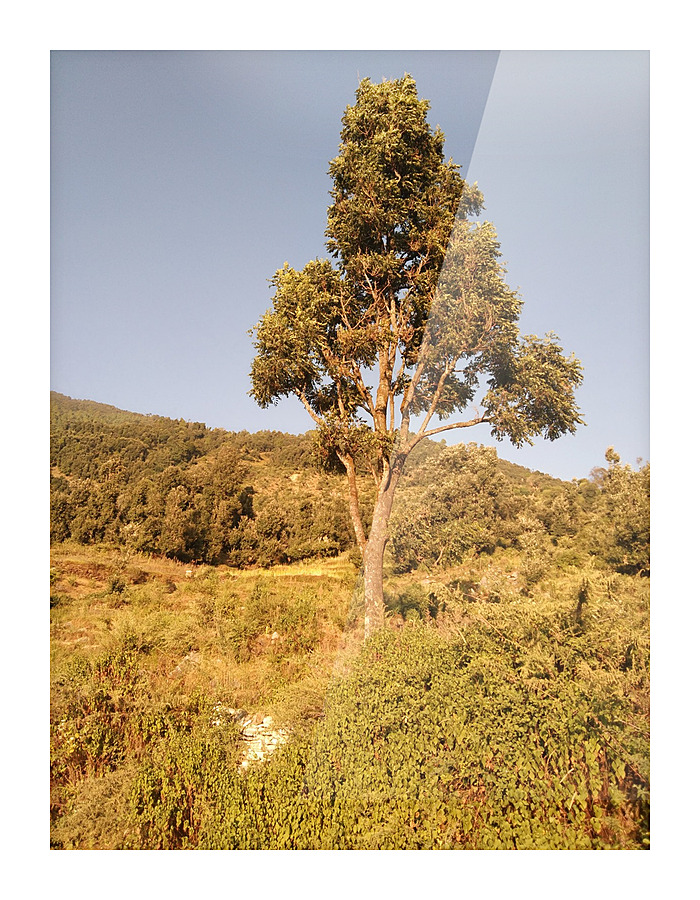 Nice tree of my village Picture Frame print