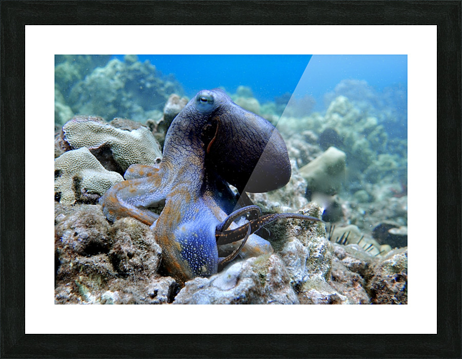 Blue Octopus Picture Frame print