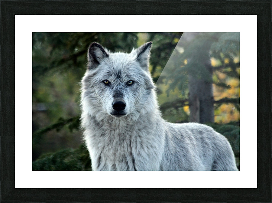 Yellowstone Wolf Picture Frame print