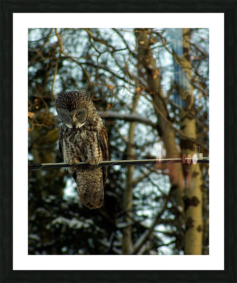 Owl Picture Frame print