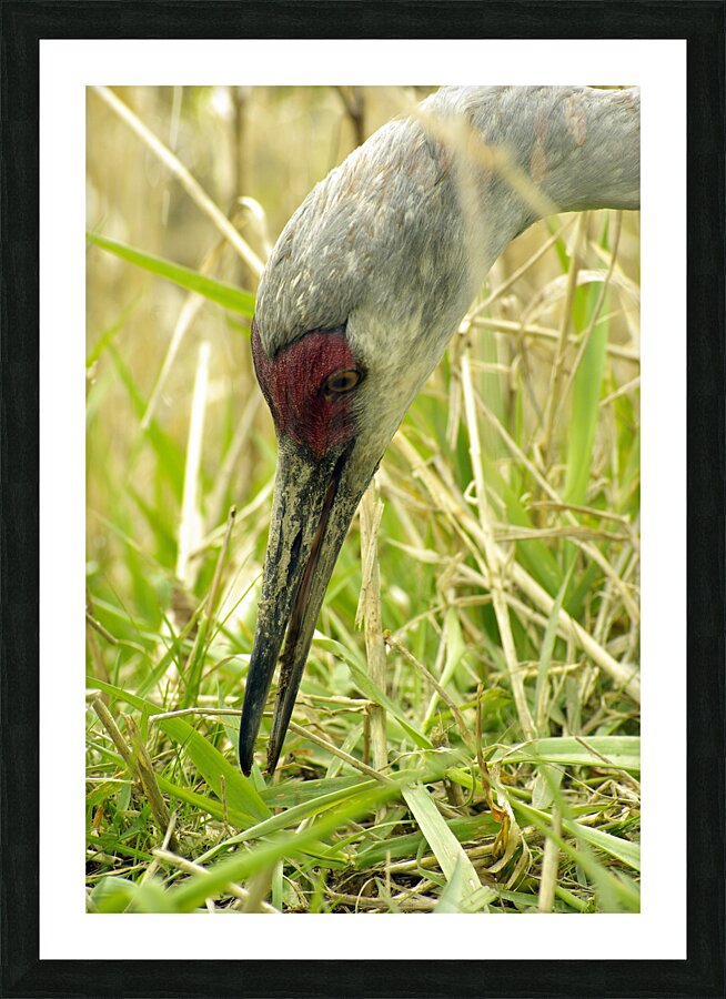 Sandhill Crane Picture Frame print