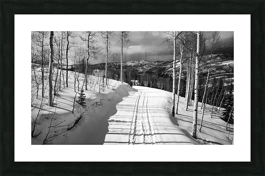 Cat Tracks- Black and White  Framed Print Print