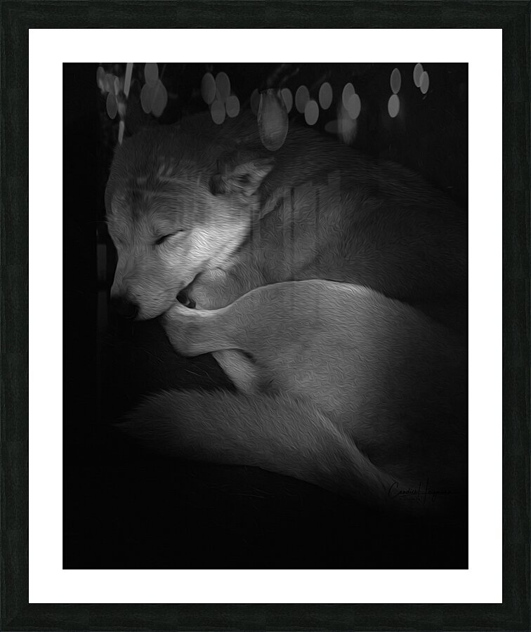 Shiba Inu  Framed Print Print