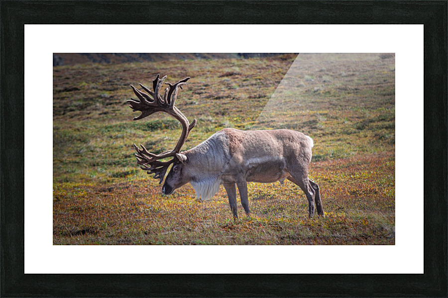 Alaskan Caribou  Picture Frame print