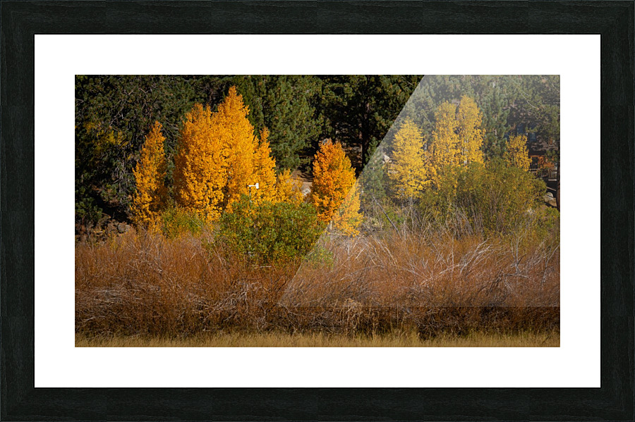 Hope Valley Aspens with Shrubs Picture Frame print