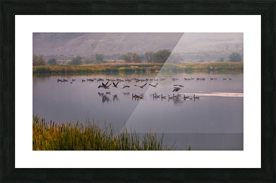 Geese Taking Off-Cool Picture Frame print