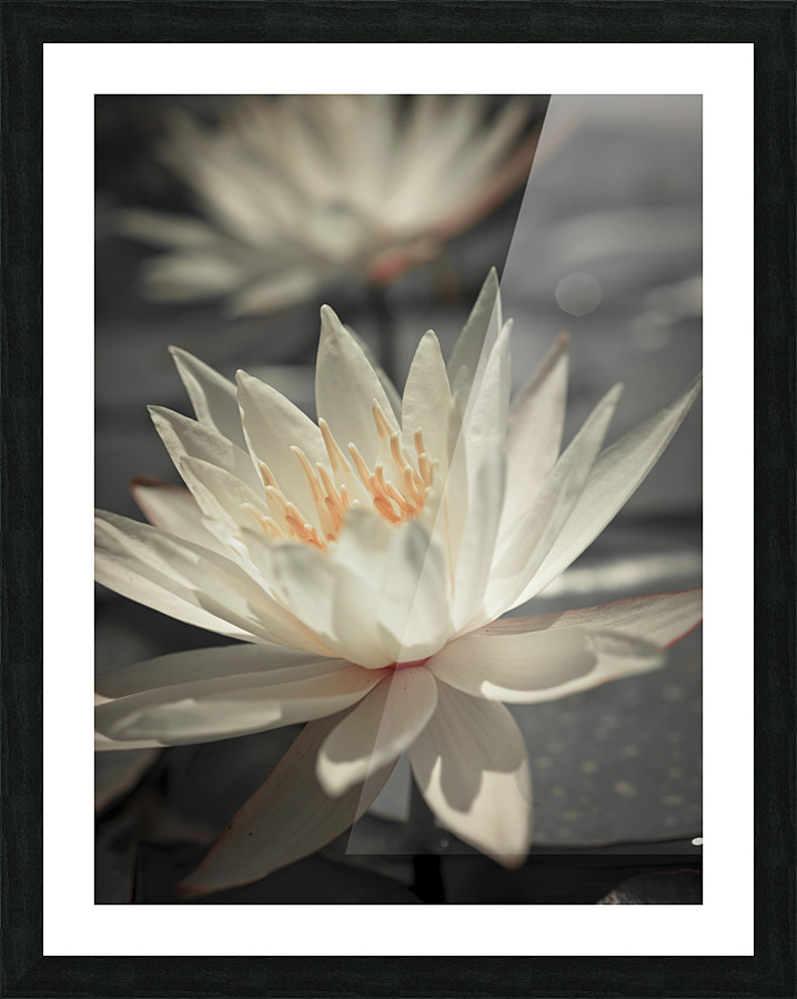 Water Lily Picture Frame print